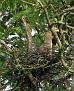 Tiger-Heron chicks in their nest