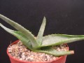 Aloe betsileensis