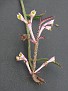 Euphorbia rubellum