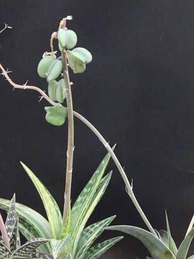 Aloe variegata fa. variegata 1