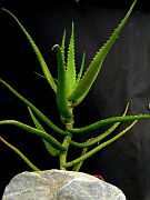 Aloe buchlohii