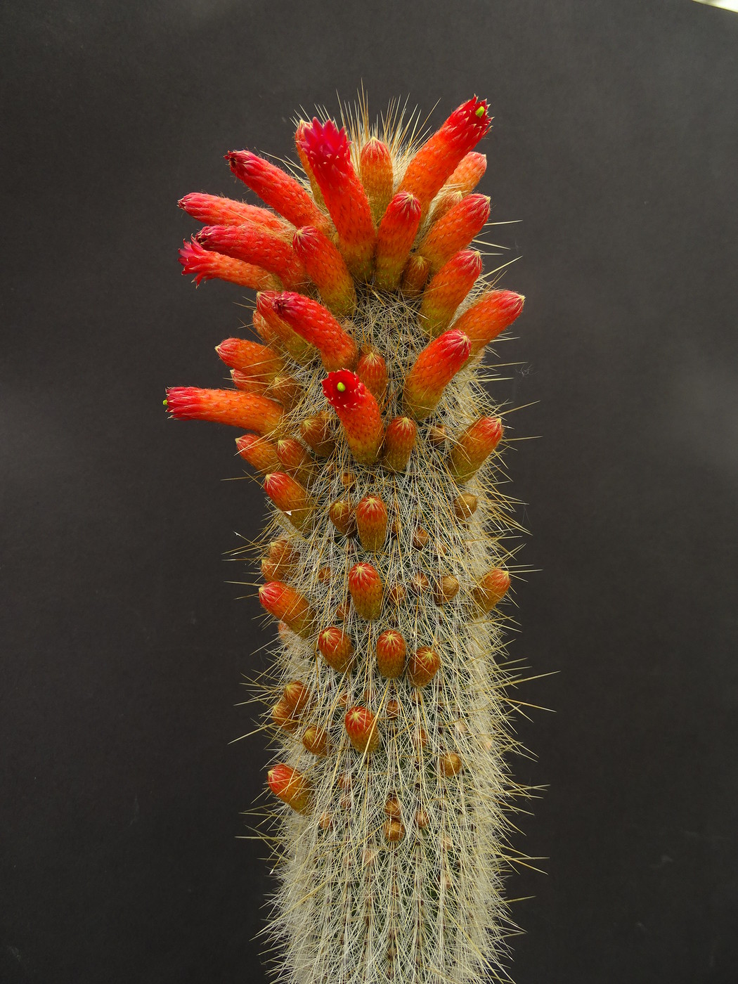 Cleistocactus tupizensis