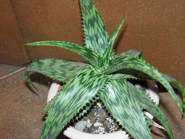 Photo: PA060006 Aloe harlana | Aloe harlana album | Migmig | Fotki.com,  photo and video sharing made easy.