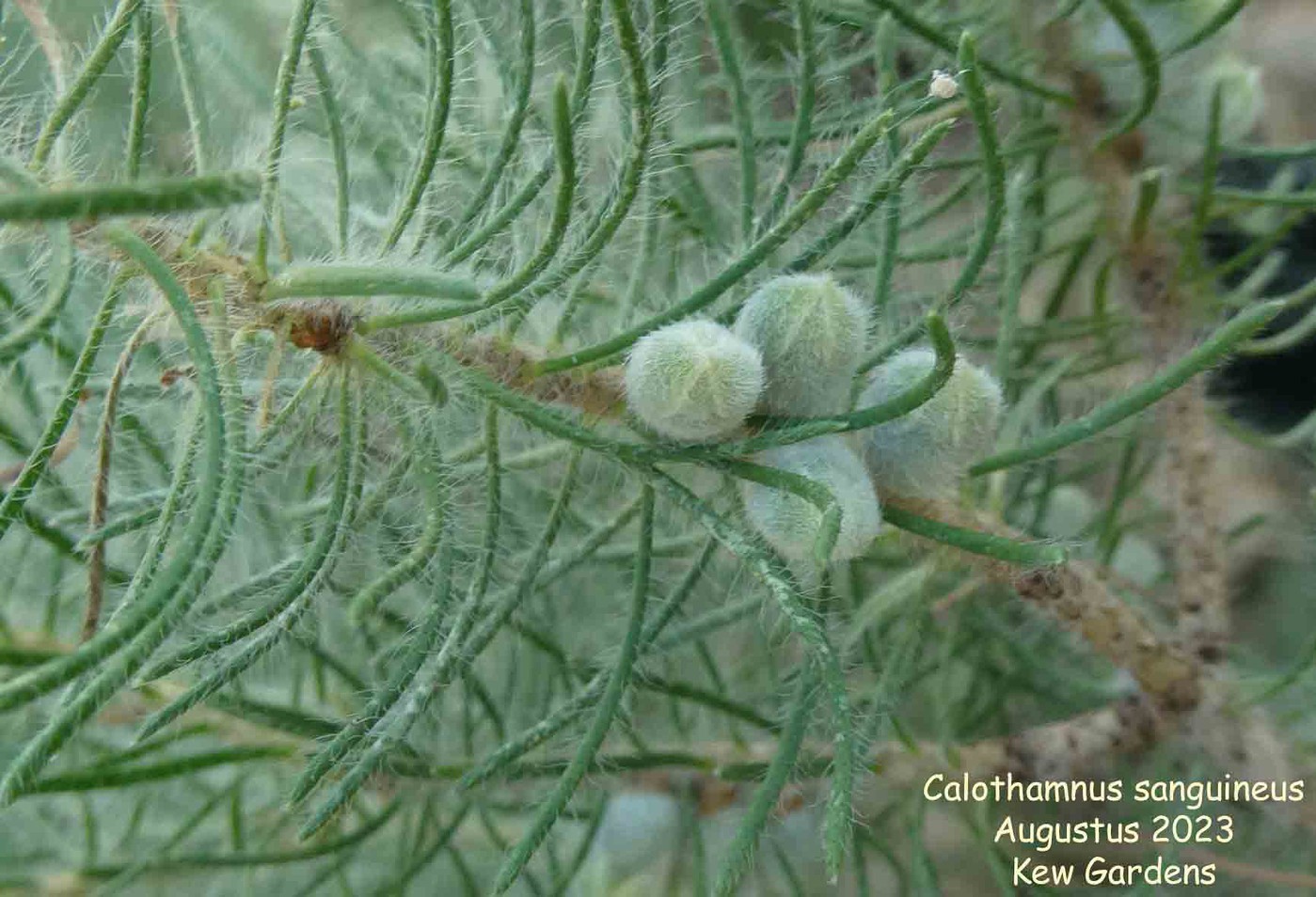 Photo: Calothamnus sanguineus | Calothamnus album | Nora Goosen