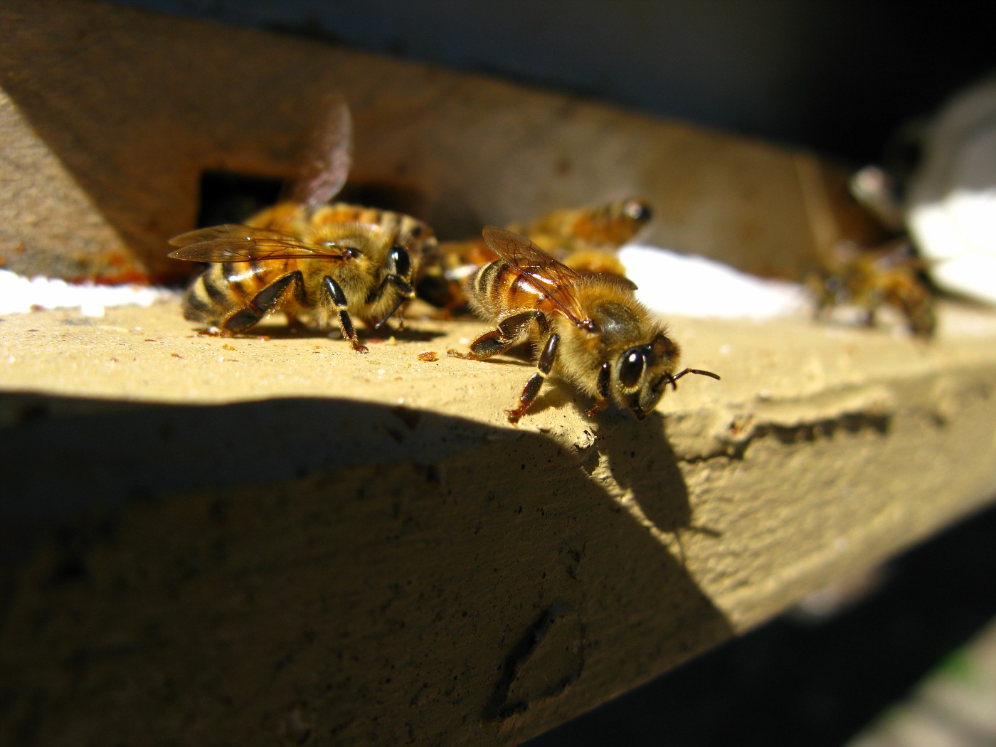 Feeding my Honey Bees Raw Sugar at the Hive Entrance.  Some Bees were taking this.