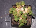 Euphorbia globosa