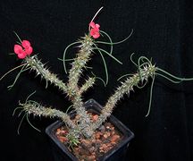 Euphorbia gottlebei