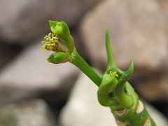 Euphorbia sp. aff. umbraculiformis
