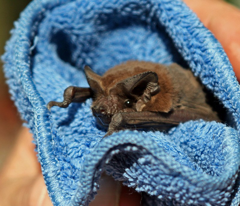 alpilean bat