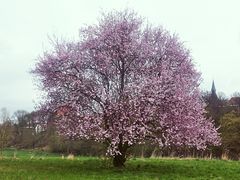 Kirschblüte am Gut Blomberg