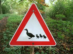 Enten