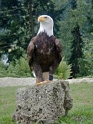 Weißkopfseeadler