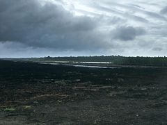 Moorlandschaft