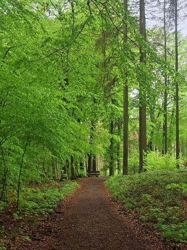 Frisches Grün im Buchenwald