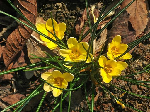 Überall grüßt der Frühling