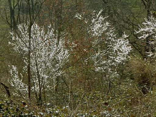 Blühende Sträucher