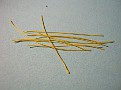 Cut nine pieces of 30 gauge wire, your choice of color, about 2" long. Fold about 1/8" of one wire over onto its self.