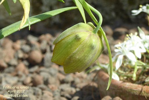 Fritillaria ionica
