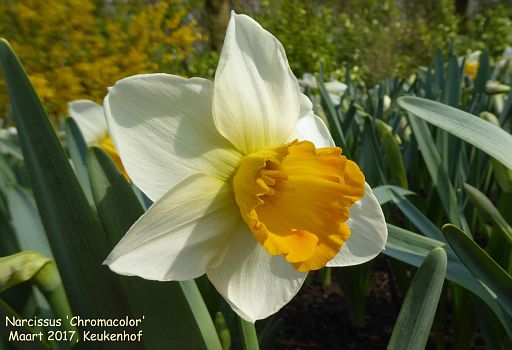 Narcissus 'Chromacolor'