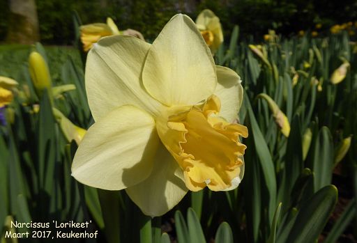 Narcissus 'Lorikeet'