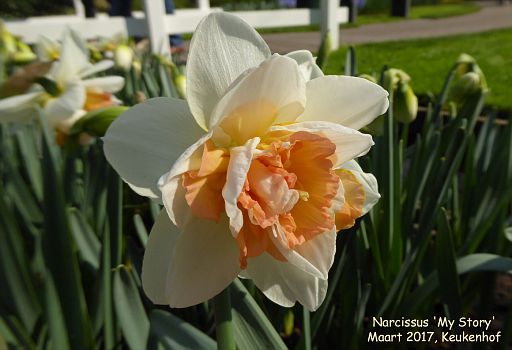 Narcissus 'My Story'