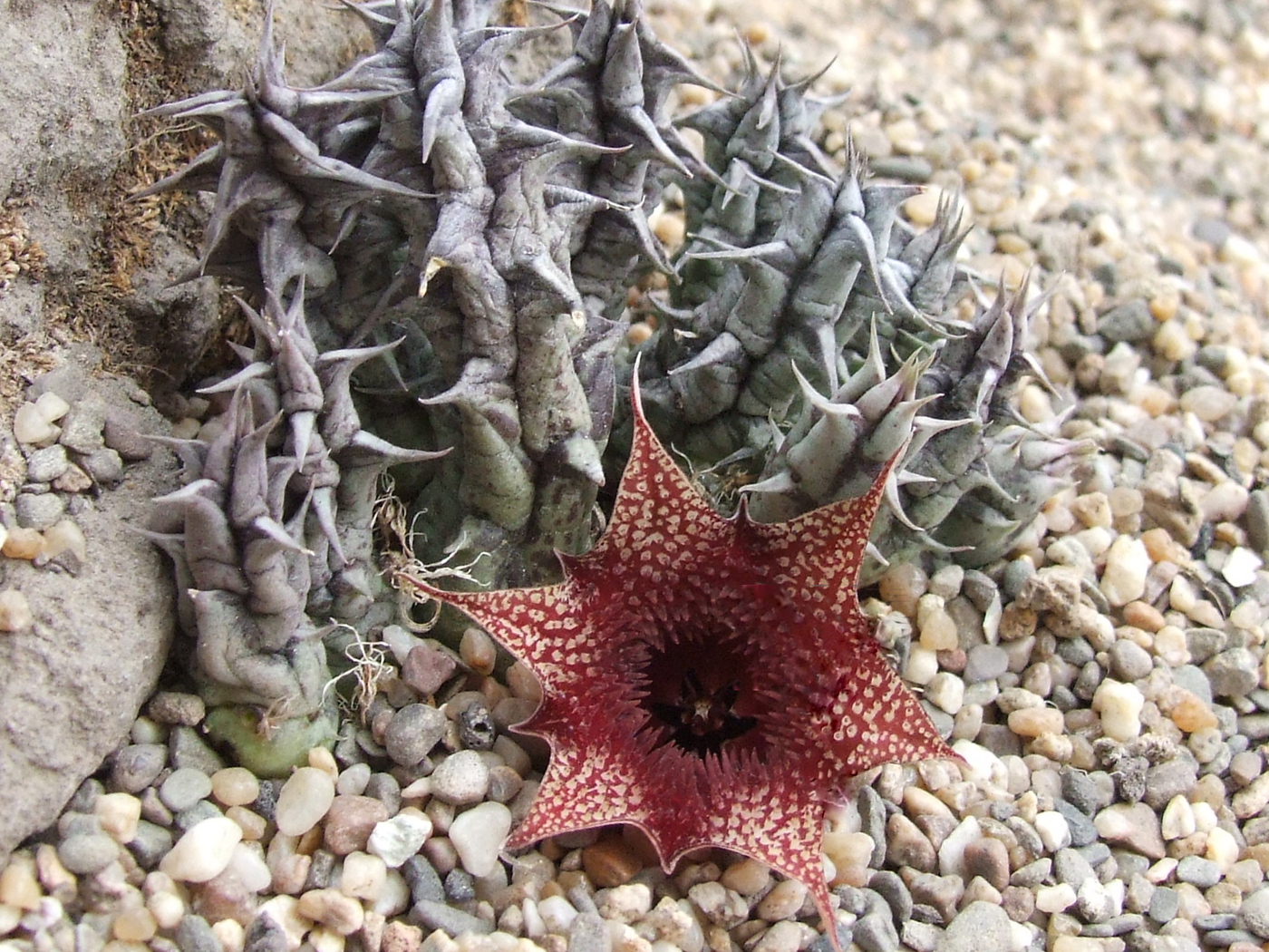 Huernia lodarensis