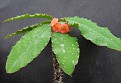 Euphorbia hofstadteri