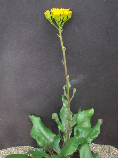 Kleinia abyssinica v. hildebrandtii