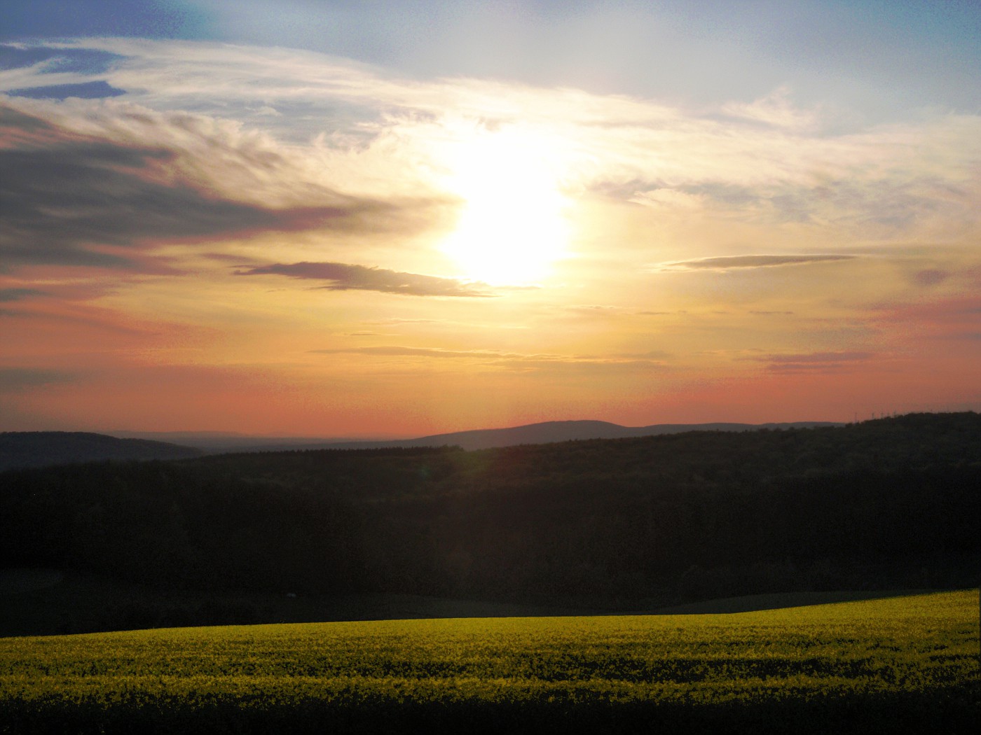 Abendliche Maisonne über dem Rapsfeld