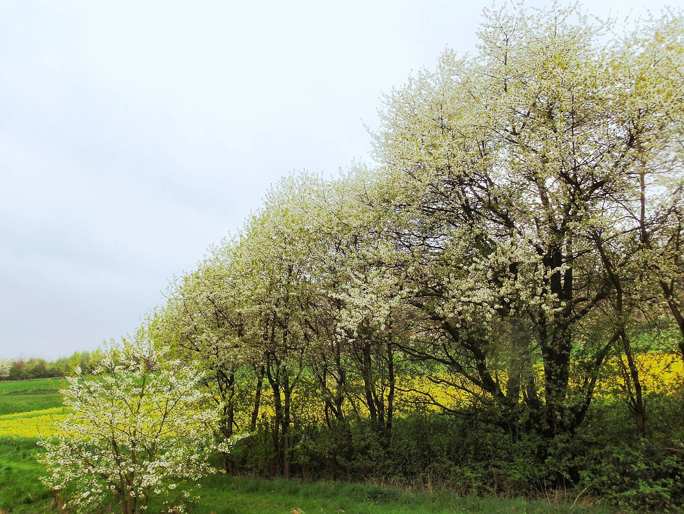 Bunte Natur