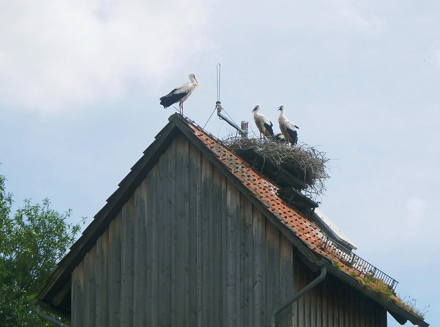 Dachgeschossbewohner in Elbrinxen