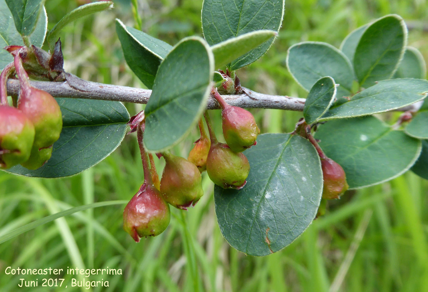 Cotoneaster integerrimus (fruit)
