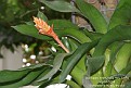 Aechmea orlandiana ssp belloi