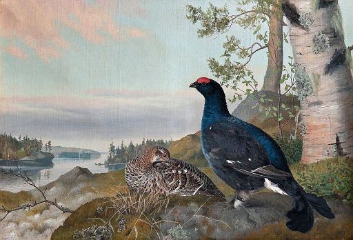 Black Grouse (1899)