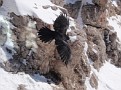 Gleitflug