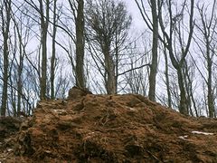 Friederike zog Wurzelballen aus der Erde