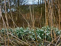 Versammlung der Glöckchen