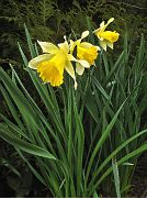 Die Osterglocken sind erst nach Ostern erwacht