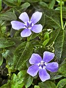 Kleine Windmühlen :o)