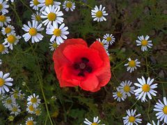 Kurzlebiges Intensivrot