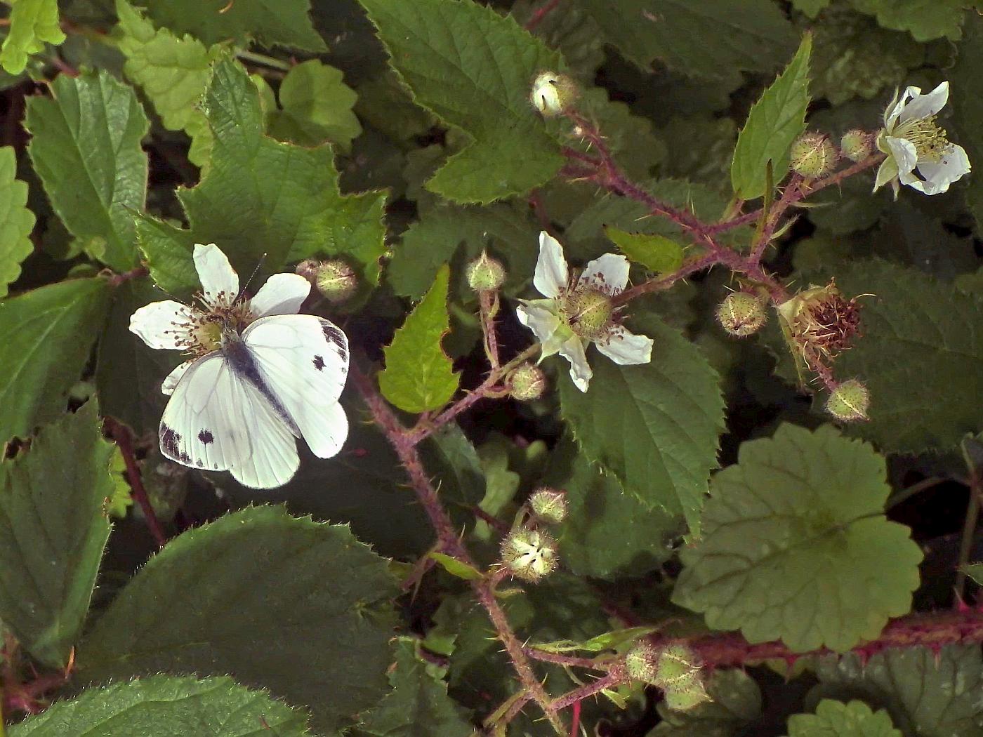 Weiße Blütenblätter