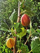 Erfrischendes Picknick