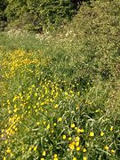 Wegesrand Habichtswald