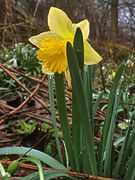 Der Regen klimpert mit der Glocke