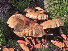 Sonnige, windgeschützte Ecke