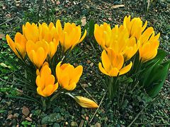 ... den Frühling locken