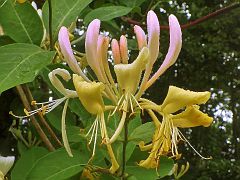 Lianenblüte