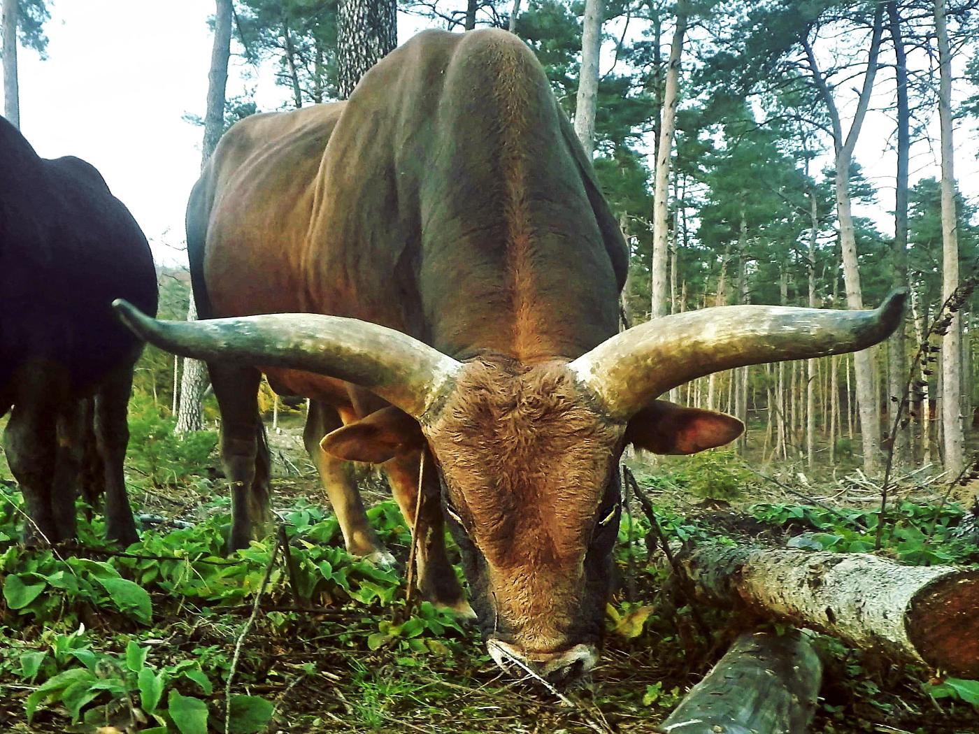 Oha, wesentlich breiter als 'ne Fahrradlenkstange :-)