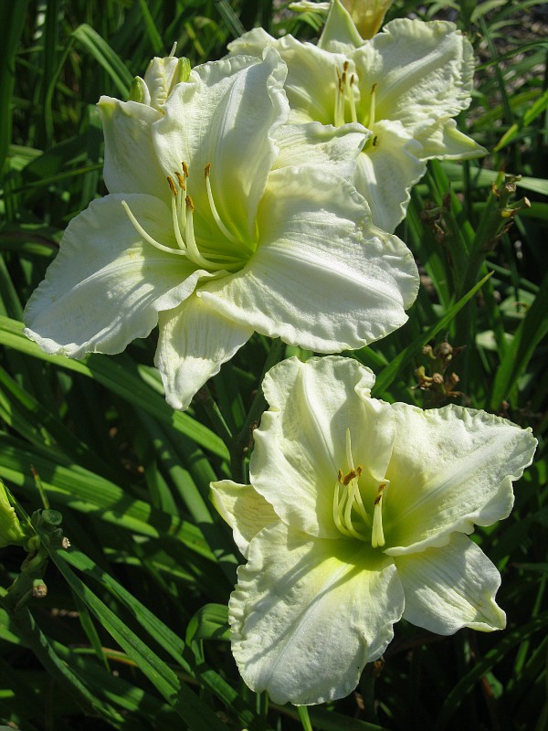 Photo: White Temptation | Daylilies Named V thru Z album | Flamingo2011