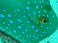 Blue Spotted Stingray